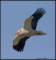_9SB2541 egyptian vulture